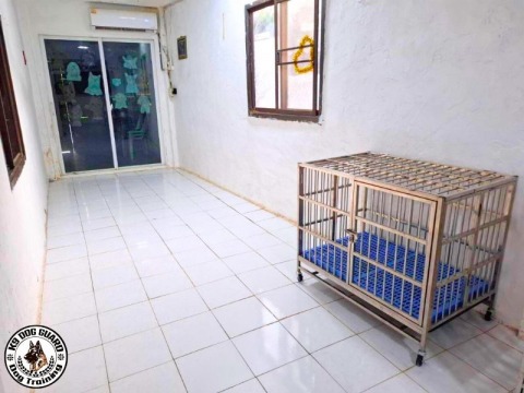 รับฝากสุนัขโดยมืออาชีพ